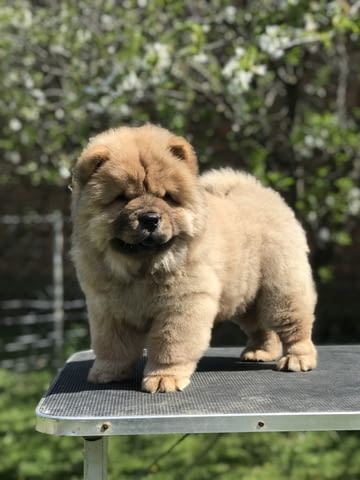 Chow Chow Puppies for sale Chow-Chow, 2 Months, Vaccinated - Yes - city of Izvun Bulgaria | Dogs - снимка 7