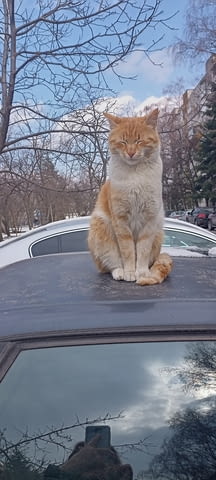 Транспортни и Хамалски Услуги Студенти Без Почивен ден, град София | Транспортни / Хамалски