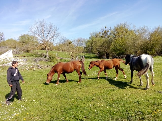 Продажба на коне - град Малко Търново | Животновъдство - снимка 1