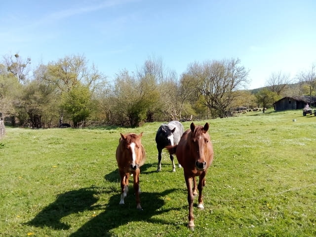 Продажба на коне - град Малко Търново | Животновъдство - снимка 2