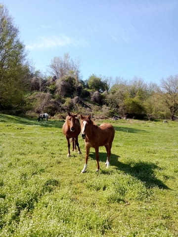 Продажба на коне - град Малко Търново | Животновъдство - снимка 3