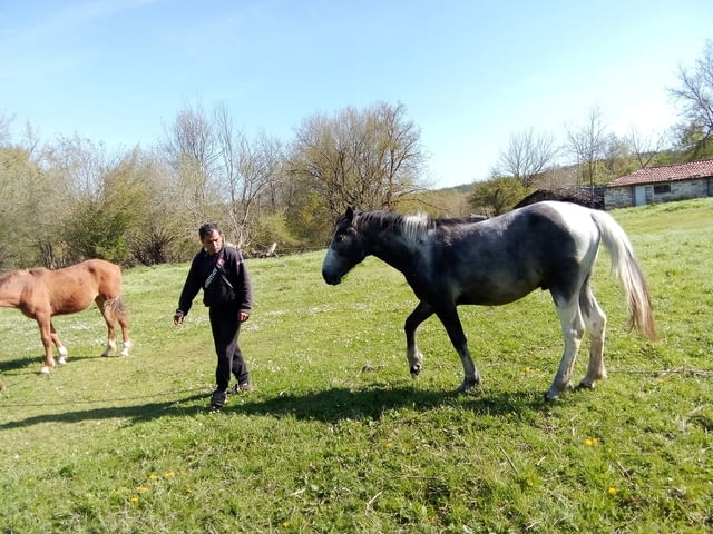 Продажба на коне - град Малко Търново | Животновъдство - снимка 4