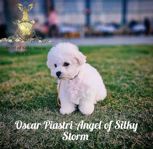 Кученце Бишон Фриз за продажба Бишон фризе, Ваксинирано - Да, Обезпаразитено - Да - град Извън България | Кучета - снимка 2