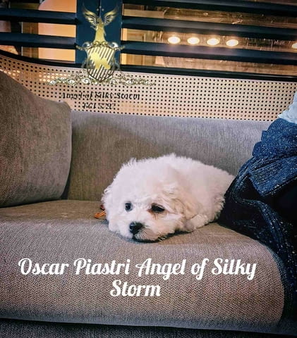 Кученце Бишон Фриз за продажба Бишон фризе, Ваксинирано - Да, Обезпаразитено - Да - град Извън България | Кучета - снимка 4