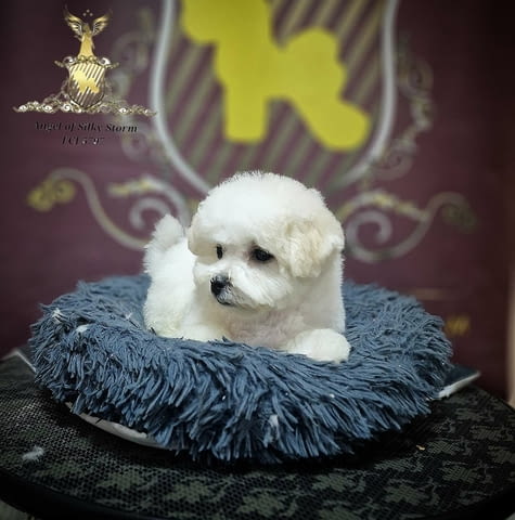 Кученце Бишон Фриз за продажба Бишон фризе, Ваксинирано - Да, Обезпаразитено - Да - град Извън България | Кучета - снимка 6