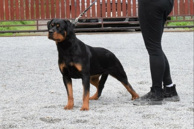 Rottweilers puppies for sale Ротвайлер, 6 месеца - град Извън България | Кучета - снимка 1