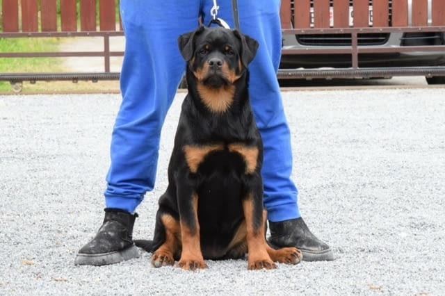 Rottweilers puppies for sale Ротвайлер, 6 месеца - град Извън България | Кучета - снимка 2