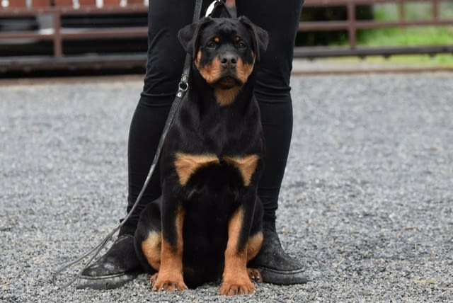 Rottweilers puppies for sale Ротвайлер, 6 месеца - град Извън България | Кучета - снимка 4