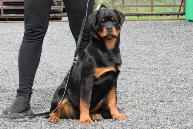 Rottweilers puppies for sale Ротвайлер, 6 месеца - град Извън България | Кучета - снимка 5