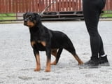 Rottweilers puppies for sale