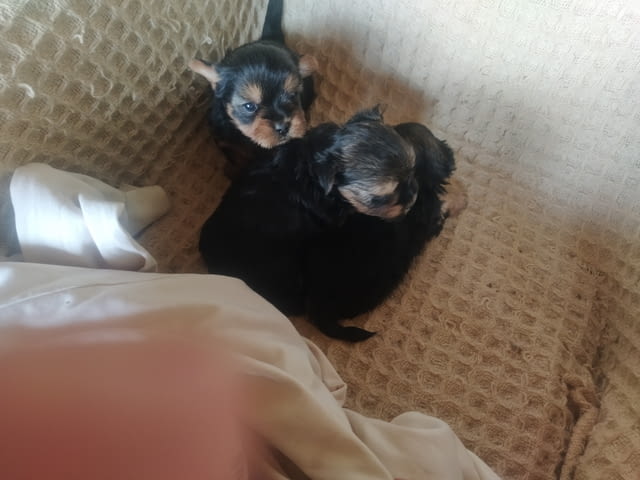 Йоркш териерчета Йоркширски териер, 2 месеца, За разплод - Да - град Габрово | Кучета - снимка 1