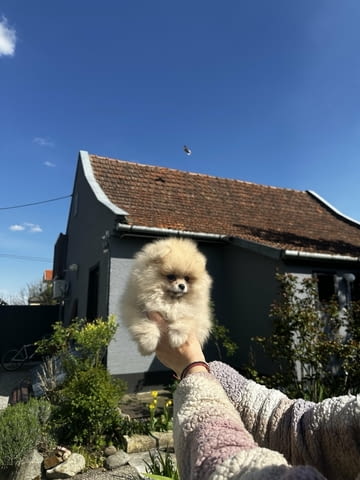 Померански шпиц кученца Померан (Малък английски шпиц), Ваксинирано - Да, Обезпаразитено - Да - град Извън България | Кучета - снимка 2