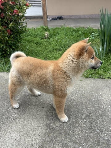 Champion litter of Shiba inu.. Шиба ину, 6 месеца - град Извън България | Кучета - снимка 1