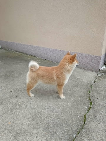 Champion litter of Shiba inu.. Шиба ину, 6 месеца - град Извън България | Кучета - снимка 4