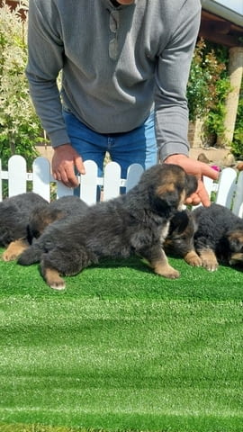 German Shepherd Dog puppies Немска овчарка, 2 месеца - град Извън България | Кучета - снимка 2
