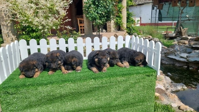 German Shepherd Dog puppies Немска овчарка, 2 месеца - град Извън България | Кучета - снимка 3