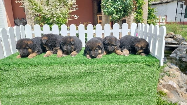 German Shepherd Dog puppies Немска овчарка, 2 месеца - град Извън България | Кучета - снимка 4