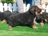 German Shepherd Dog puppies