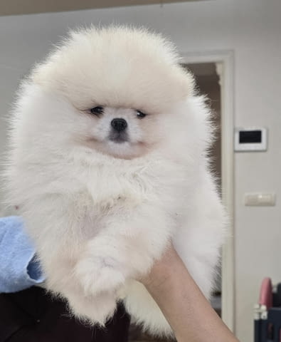 Померански шпиц кученца Померан (Малък английски шпиц), Ваксинирано - Да, Обезпаразитено - Да - град Извън България | Кучета - снимка 1