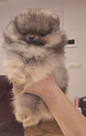 Померански шпиц кученца Померан (Малък английски шпиц), Ваксинирано - Да, Обезпаразитено - Да - град Извън България | Кучета - снимка 2