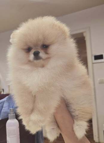 Померански шпиц кученца Померан (Малък английски шпиц), Ваксинирано - Да, Обезпаразитено - Да - град Извън България | Кучета - снимка 3