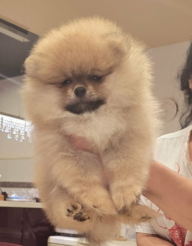 Померански шпиц кученца Померан (Малък английски шпиц), Ваксинирано - Да, Обезпаразитено - Да - град Извън България | Кучета - снимка 4