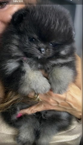 Померански шпиц кученца Померан (Малък английски шпиц), Ваксинирано - Да, Обезпаразитено - Да - град Извън България | Кучета - снимка 5