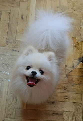 Померански шпиц кученца Померан (Малък английски шпиц), Ваксинирано - Да, Обезпаразитено - Да - град Извън България | Кучета - снимка 6