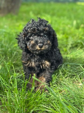 Black & Tan Той Пудел Пудел той, Ваксинирано - Да, Обезпаразитено - Да - град Извън България | Кучета - снимка 2