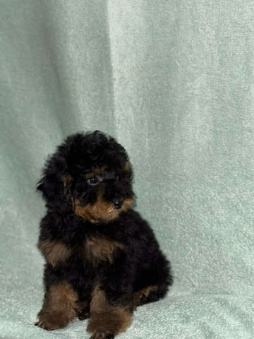 Black & Tan Той Пудел Пудел той, Ваксинирано - Да, Обезпаразитено - Да - град Извън България | Кучета - снимка 3