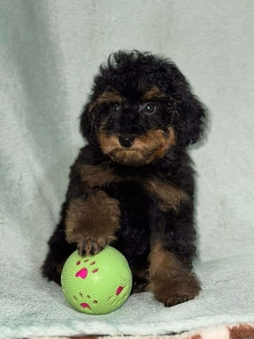 Black & Tan Той Пудел Пудел той, Ваксинирано - Да, Обезпаразитено - Да - град Извън България | Кучета - снимка 4