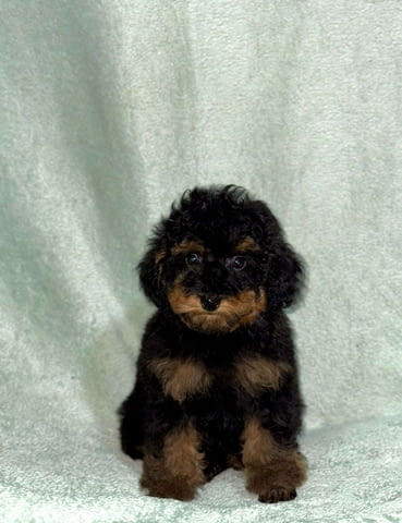 Black & Tan Той Пудел Пудел той, Ваксинирано - Да, Обезпаразитено - Да - град Извън България | Кучета - снимка 5