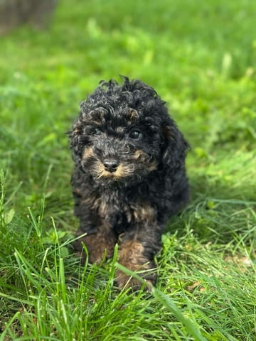 Black & Tan Той Пудел Пудел той, Ваксинирано - Да, Обезпаразитено - Да - град Извън България | Кучета - снимка 6