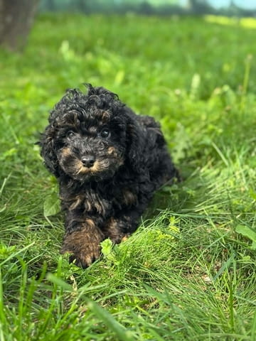 Black & Tan Той Пудел Пудел той, Ваксинирано - Да, Обезпаразитено - Да - град Извън България | Кучета - снимка 7