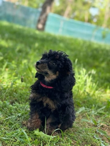 Black & Tan Той Пудел Пудел той, Ваксинирано - Да, Обезпаразитено - Да - град Извън България | Кучета - снимка 8