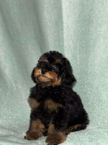 Black & Tan Той Пудел Пудел той, Ваксинирано - Да, Обезпаразитено - Да - град Извън България | Кучета - снимка 10