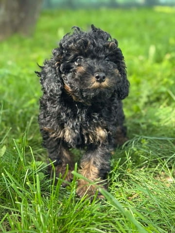 Black & Tan Той Пудел Пудел той, Ваксинирано - Да, Обезпаразитено - Да - град Извън България | Кучета - снимка 11