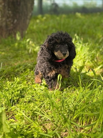 Black & Tan Той Пудел Пудел той, Ваксинирано - Да, Обезпаразитено - Да - град Извън България | Кучета - снимка 12