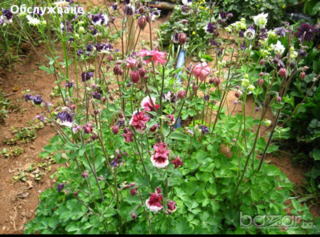 Кандилки - city of Bеrkovitsa | Flowers & Pots