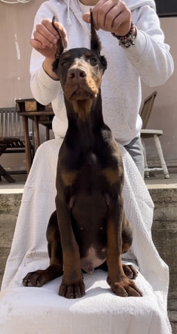 Доберман мъжко кученце Ваксинирано - Да, Обезпаразитено - Да - град Извън България | Кучета - снимка 2