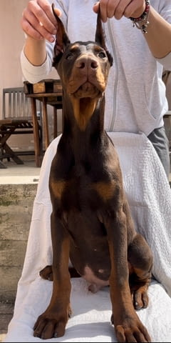 Доберман мъжко кученце Ваксинирано - Да, Обезпаразитено - Да - град Извън България | Кучета - снимка 4