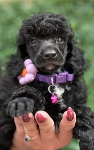 Boy black poodle Пудел среден, 2 месеца - град Извън България | Кучета - снимка 1