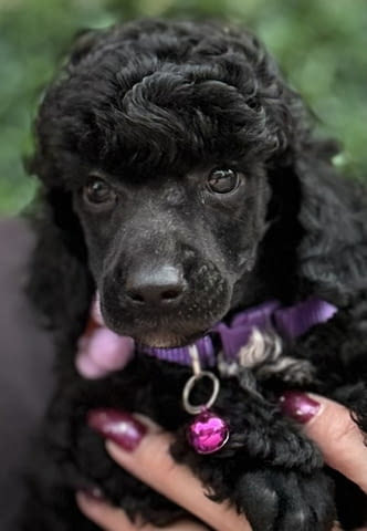 Boy black poodle Пудел среден, 2 месеца - град Извън България | Кучета - снимка 3