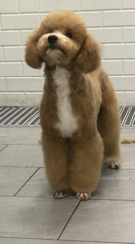 Boy black poodle Пудел среден, 2 месеца - град Извън България | Кучета - снимка 4