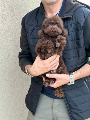 Boy black poodle Пудел среден, 2 месеца - град Извън България | Кучета - снимка 5