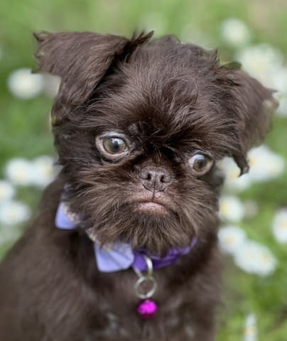 Brussel griffon chocolate Другa, 3 месеца - град Извън България | Кучета - снимка 1