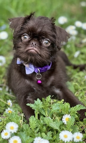 Brussel griffon chocolate Другa, 3 месеца - град Извън България | Кучета - снимка 2