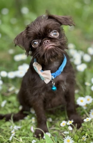 Brussel griffon chocolate Другa, 3 месеца - град Извън България | Кучета - снимка 3