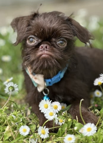 Brussel griffon chocolate Другa, 3 месеца - град Извън България | Кучета - снимка 4