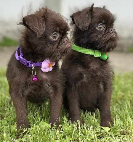 Brussel griffon chocolate Другa, 3 месеца - град Извън България | Кучета - снимка 5